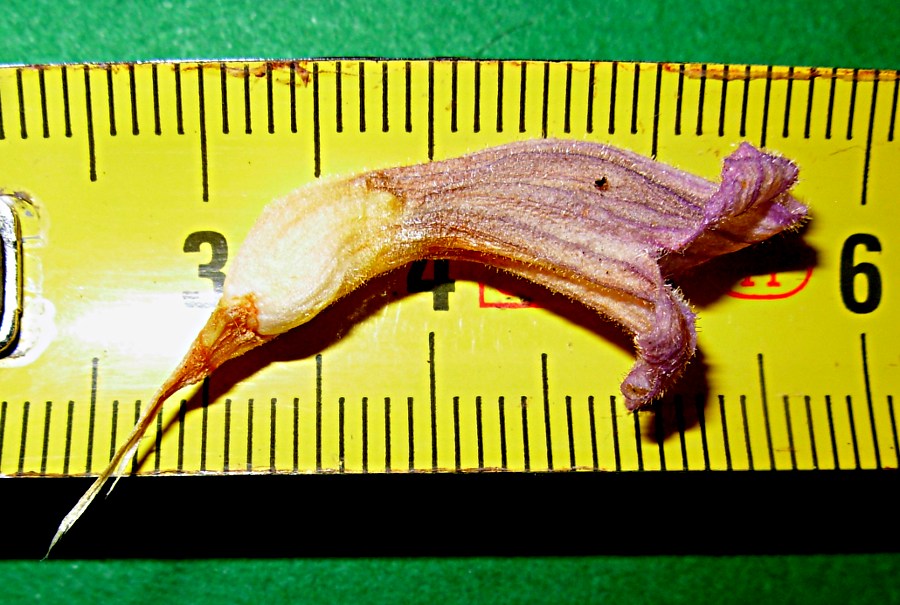 Orobanche purpurea / Succiamele azzurro